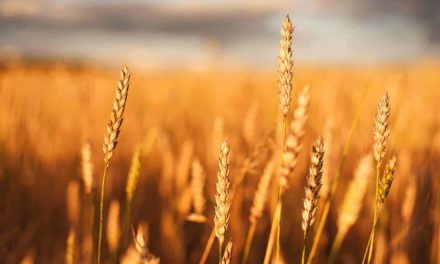 Seminario “Le metodologie agronomiche e tecnologiche atte a incrementare la shelf-life del Pane Toscano DOP” (19 giugno)