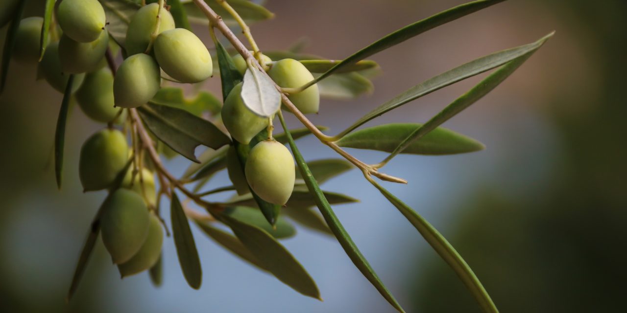 “La Mosca delle Olive” (2019)