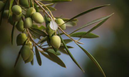 “La Mosca delle Olive” (2019)