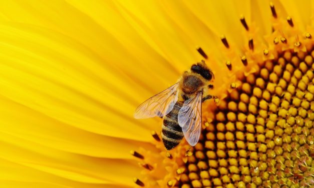 20 maggio 2020: Giornata mondiale delle api