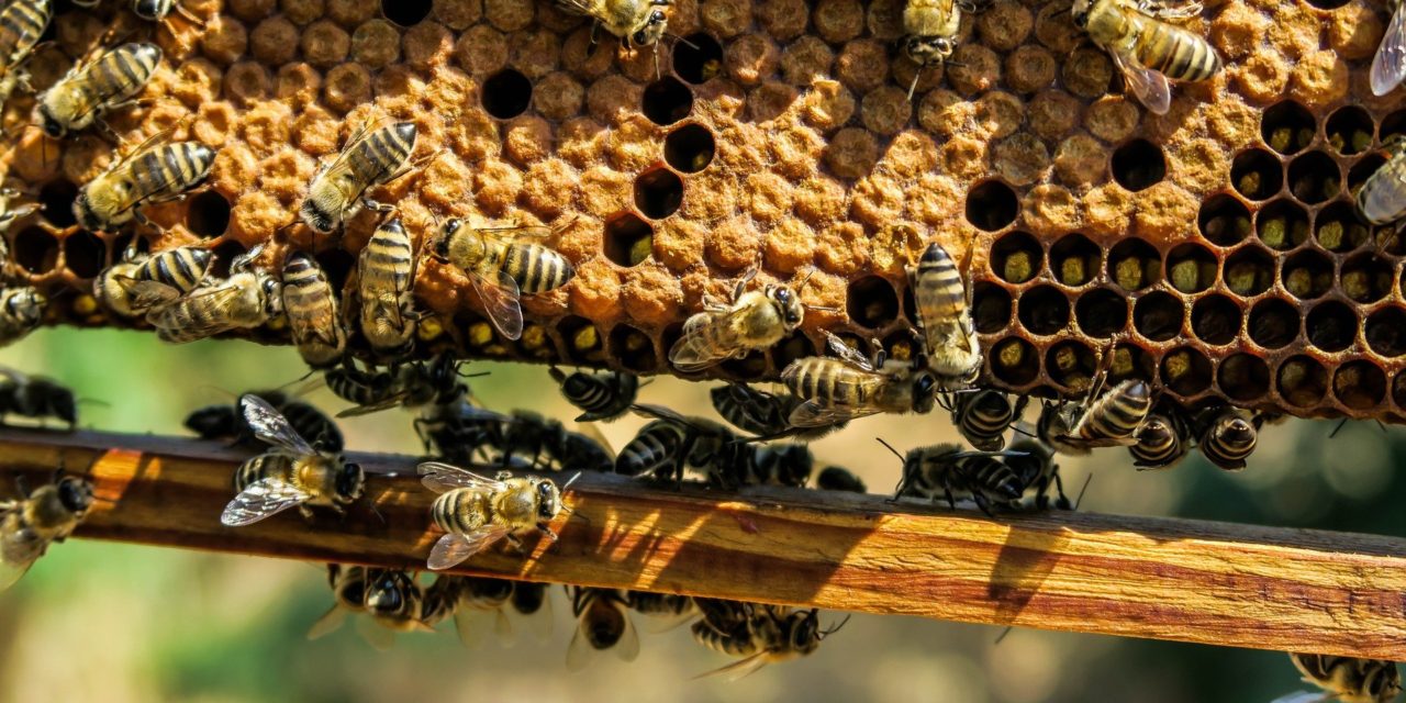 Le api per lo sviluppo sostenibile (2 ottobre – Villa Bardini, Firenze)