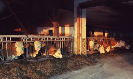 Sistemi di precisione automatizzati nella gestione dell’allevamento bovino (Video Progetto Milklimat)