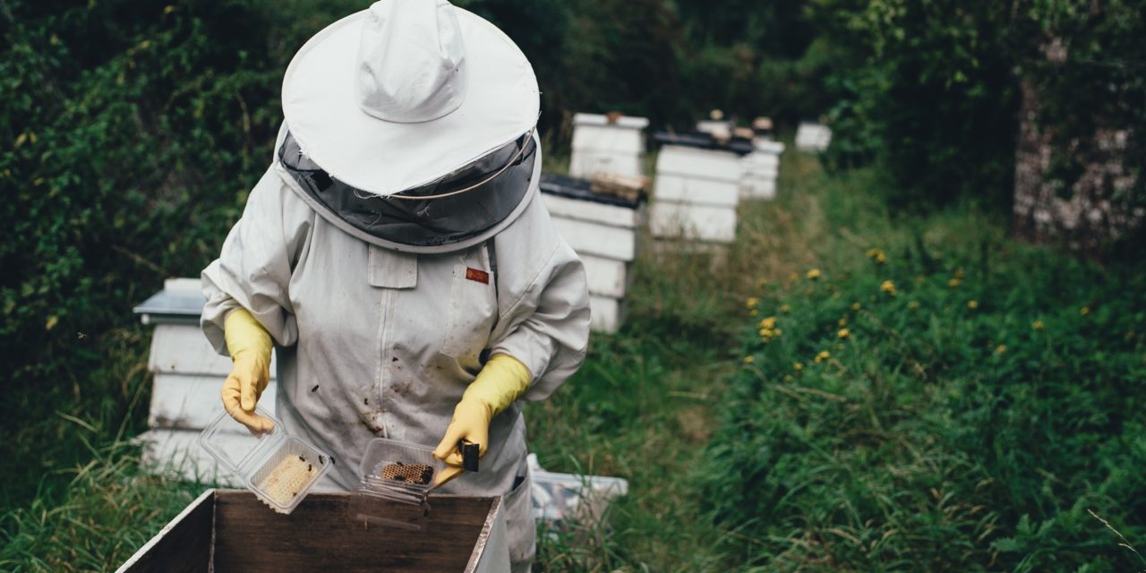 Incontro “La sensoristica in apicoltura” (22 febbraio)