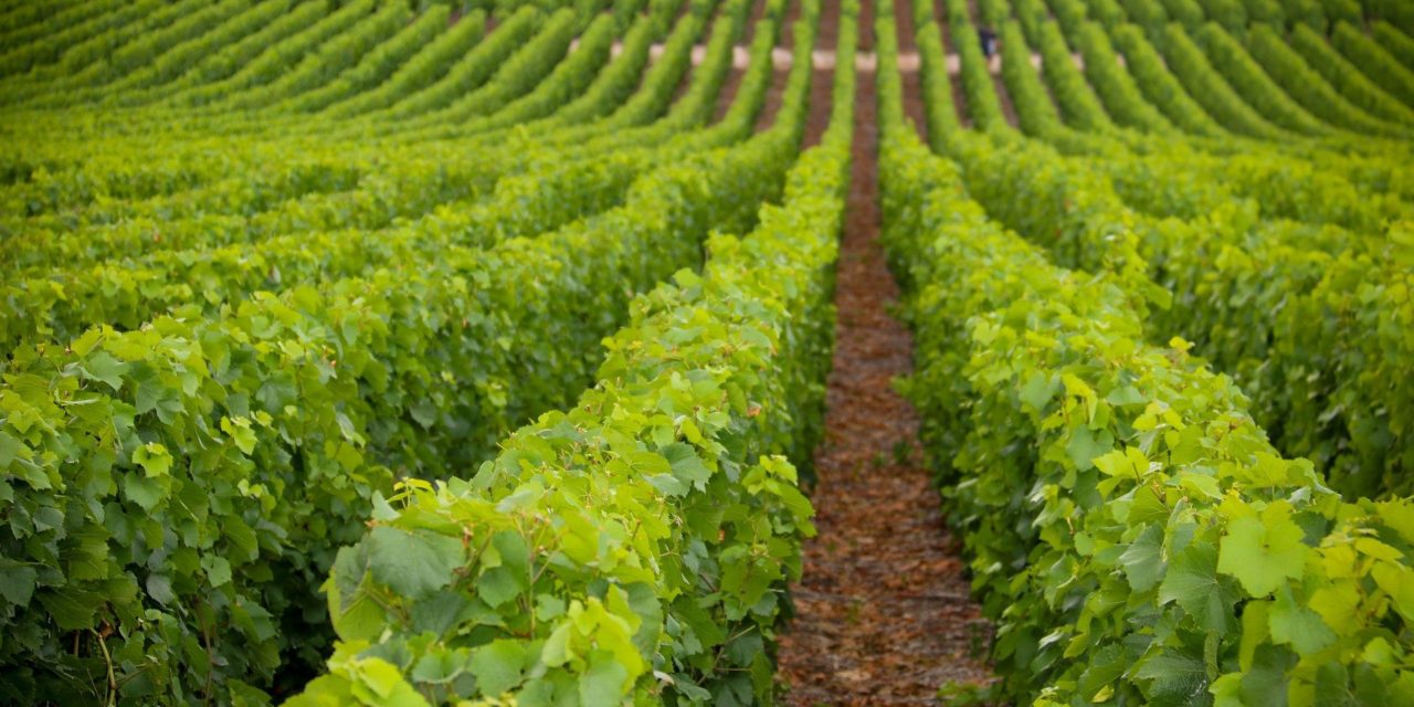 Webmeeting “La viticoltura nelle aree montane, prospettive di valorizzazione e di sviluppo del territorio” (17 marzo)
