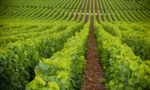 Webmeeting “La viticoltura nelle aree montane, prospettive di valorizzazione e di sviluppo del territorio” (17 marzo)