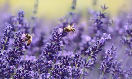 Incontro “La Sensoristica in apicoltura. Caratteristiche ed utilità di bilance e sensori, lettura ed impiego dei dati” (29 marzo)