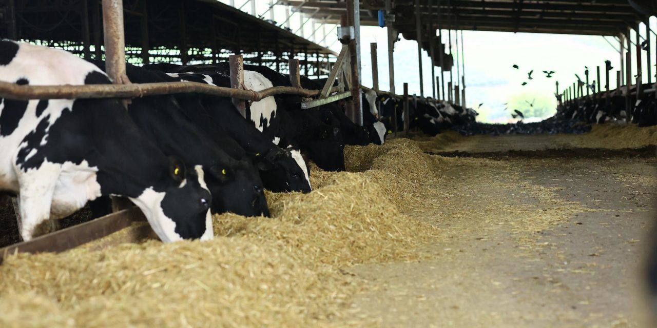 Parliamo del progetto… MILKLIMAT (Sistemi di precisione automatizzati nella gestione dell’allevamento bovino da latte in Mugello per far fronte ai cambiamenti climatici)