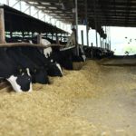Parliamo del progetto… MILKLIMAT (Sistemi di precisione automatizzati nella gestione dell’allevamento bovino da latte in Mugello per far fronte ai cambiamenti climatici)
